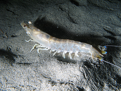 虾藻类动物荒野部门生物海洋生物游泳生活潜水深渊图片