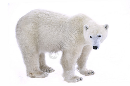 熊仔北极熊动物捕食者爪子鼻子生物哺乳动物天气荒野野生动物旅行背景