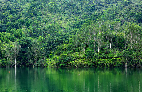 森林中的湖泊公园阳光木头风景林地叶子环境生态水库反射图片