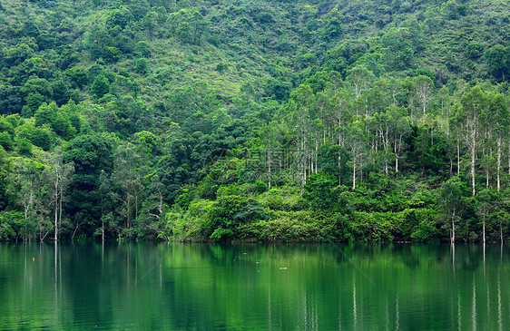 森林中的湖泊公园阳光木头风景林地叶子环境生态水库反射图片