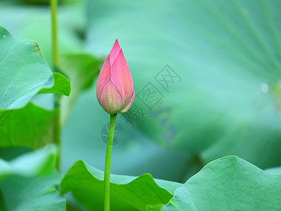 倒挂金钟属植物莲花芽软垫花瓣花萼莲花状灌木植物学百合叶子荷花情调背景