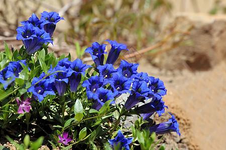 Gentiana gentiana植物群宏观高地资产文化蓝色荒野高山植物学山脉图片