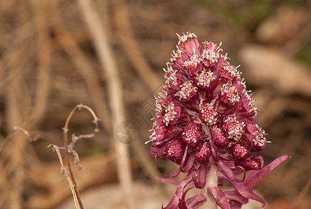 离皮类动物灌木丛照片植物学宏观花瓣植物荒野胚珠季节野花图片