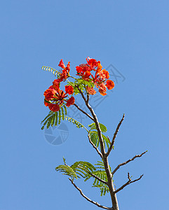火焰树开花叶子天空公园热带植物美丽火焰橙子家庭场地图片