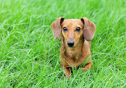 棕色达尚狗犬类宠物猎犬草地毛皮美丽耳朵喜悦鼻子小狗图片