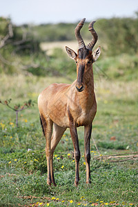红哈特比最恒星荒野狍子绿色食草动物牛角哺乳动物生态野生动物栖息地图片