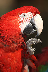 斯嘉丽马考绿色栖息金刚鹦鹉生活宠物情调羽毛动物园动物群动物图片