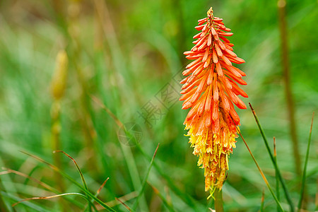 美丽的橙色热带花朵花园季节性黄色百合植物植物群火炬花瓣三叶草扑克图片