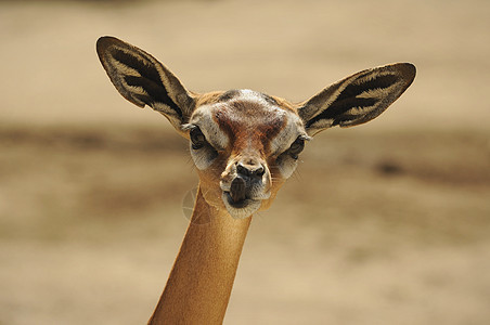 盖瑞努克语Name耳朵哺乳动物国家女性公园生活动物动物园眼睛野生动物图片