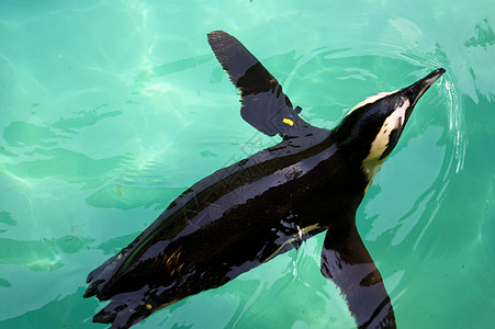 游泳企鹅蓝色海洋速度渔夫爪子潜水翅膀羽毛动物园青色图片