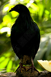 尼科巴鸽自由树干动物园野生动物旅行俘虏羽毛荒野鸽子背光图片