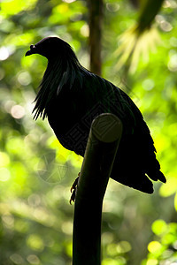 尼科巴鸽自由公园动物园脊椎动物动物翅膀鸽子背光蓝色荒野图片