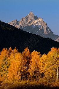 美国怀俄明州大提顿国家公园秋天的颤白杨 和提顿山脉图片
