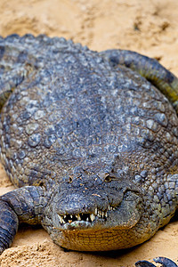 一个无鳄鱼 克罗科迪卢斯捕食者盘子怪物皮肤栖息地食肉危险爬虫爬行动物皮革图片