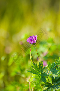 紫花朵太阳公园美丽背景图片