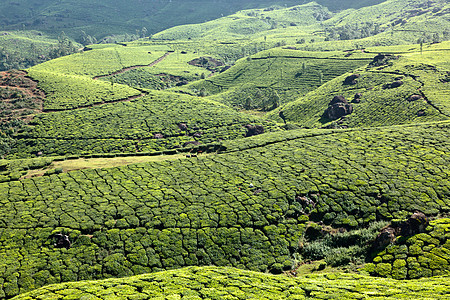 茶叶种植园叶子场地农作物植物农业风景茶园农场树叶高地图片