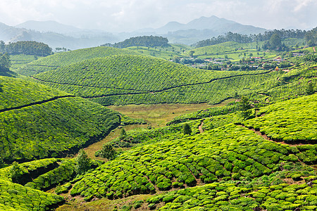 茶叶种植园爬坡场景场地山脉农作物天空农业农田生长风景图片