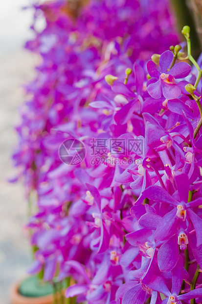 美丽的兰花紫色风格农村花束植物群热带背景花园植物花瓣图片