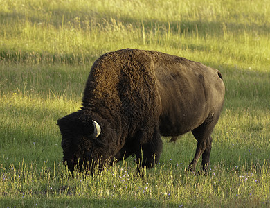 黄石公园中的图标野牛风景水牛反刍动物荒野食草野生动物男性公园牛科动物图片