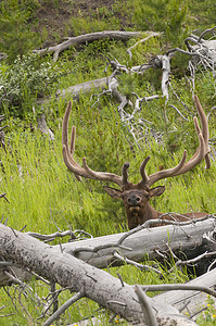 休息的公鹿食草荒野鹿角男性麋鹿动物反刍动物马鹿野生动物公园图片