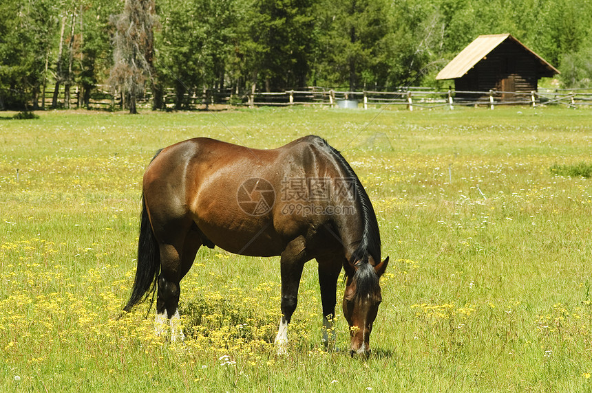 马在牧中草地农村丘陵家畜场地季节马术土地板栗良种图片