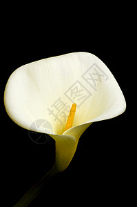 百合可呼花瓣植物群黄色植物学魅力园艺黑色花园曲线花粉背景图片