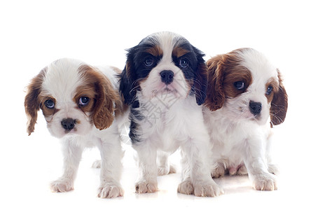 小小狗骑兵王查尔斯工作室三色小狗猎犬犬类棕色动物团体白色宠物背景图片