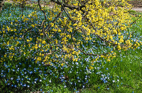 春花枝条花瓣含羞草晴天荆棘植物群花粉蓝色衬套灌木图片