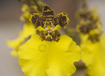 黄色棕褐兰花花花瓣植物群花园棕色兰花背景图片
