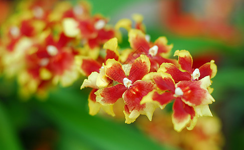 红黄兰花花园艺红色黄色兰花花园植物群图片