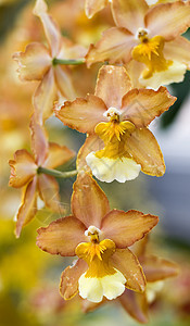 黄色棕褐兰花花植物群花园花瓣棕色兰花背景图片