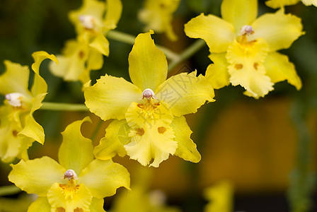 Odononia 黄色兰花花花园植物群兰花花瓣背景图片