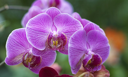 粉红白兰花花兰花白色植物群花园园艺背景图片