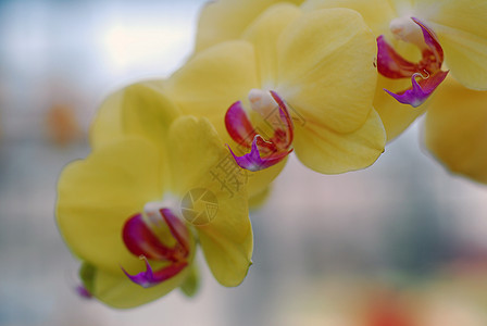 黄色粉红兰花花植物群兰花粉色花园园艺背景图片