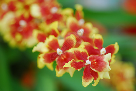 黄色红色兰花花背景图片