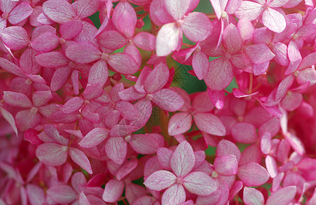 粉红白花花园花瓣白色背景图片
