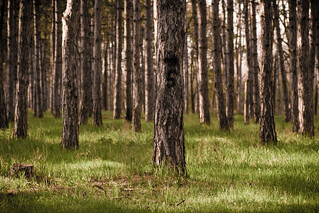 松林林人行道分支机构辉光叶子土地环境绿树松树树林公园图片
