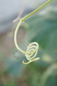 卷织卷曲热带螺旋藤蔓生活生长风格幼苗植物学装饰图片