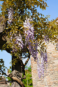 西部地区紫色薰衣草活力紫丁香美丽植物花园宏观天空文化图片