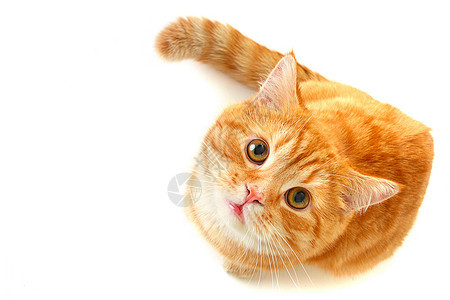 姜猫自由动物野生动物压痛捕食者宠物插图图片