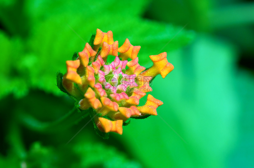 兰塔纳宏观叶子花瓣植物花园情调植物群杂草季节异国图片