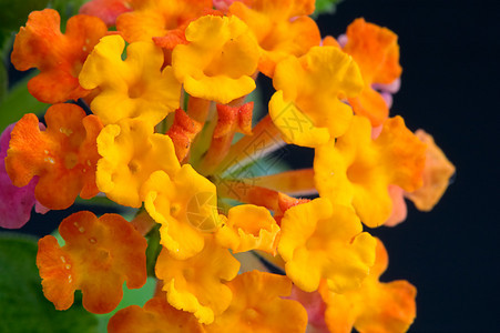 兰塔纳植物季节叶子园艺植物学野生动物花瓣过敏宏观情调图片