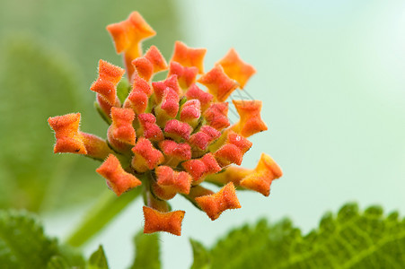 兰塔纳异国花瓣季节叶子野生动物花园杂草宏观植物植物学图片