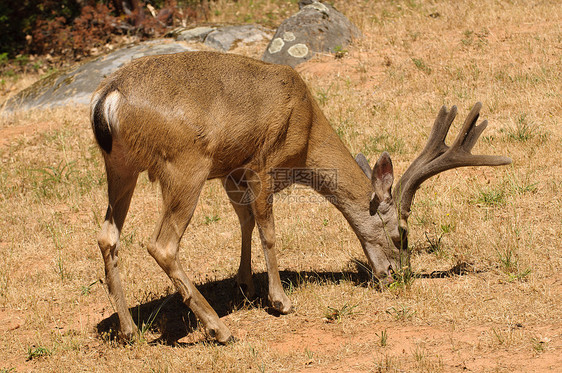 哥伦比亚黑尾鹿喂养业图片