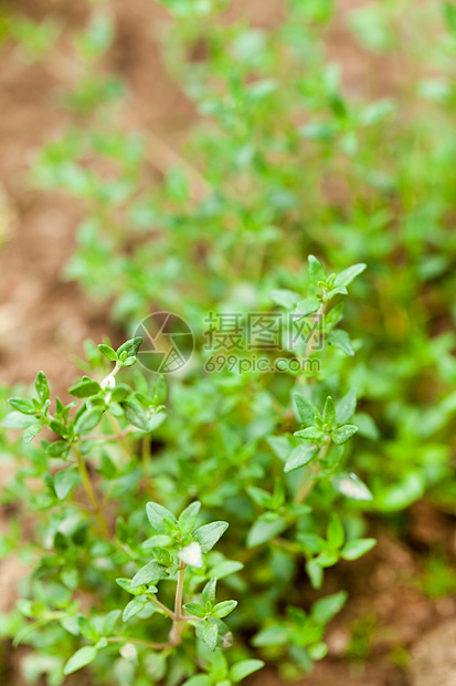新鲜绿色百草新药草味道百里香生长营养小枝花园草本植物植物多叶香料图片