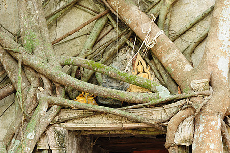 根植树根 吸收泰兰寺庙废墟纪念碑绘画雕塑艺术旅行信仰佛教徒杂草雕像宗教图片