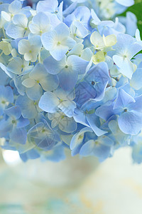 花瓶中的蓝色花朵植物花瓣花束明信片餐厅叶子桌子植物学绣球花投标图片