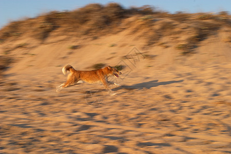 正在运行的狗狗活动跑步乐趣短跑运动动物训练速度背景图片