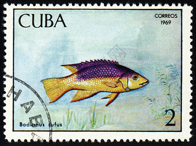 邮票印章上的鱼图片