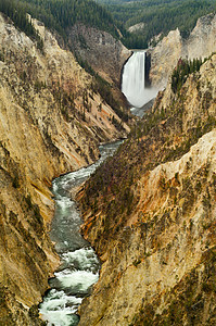 黄石瀑布和黄石河大峡谷 美国怀俄明州黄石国家公园图片